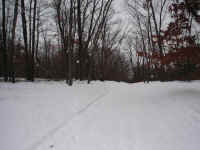 Wild turkeys on Houghton Lake trails.