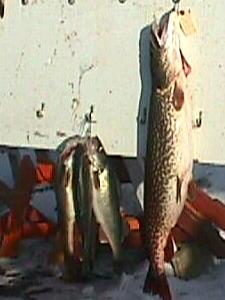 fish